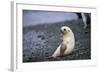 Antarctic Fur Seal Pup-Paul Souders-Framed Photographic Print