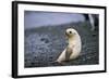 Antarctic Fur Seal Pup-Paul Souders-Framed Photographic Print