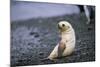 Antarctic Fur Seal Pup-Paul Souders-Mounted Photographic Print