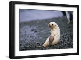 Antarctic Fur Seal Pup-Paul Souders-Framed Photographic Print