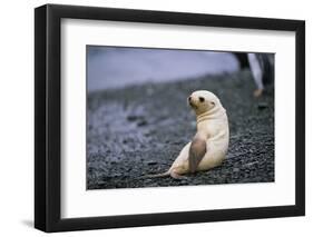 Antarctic Fur Seal Pup-Paul Souders-Framed Photographic Print