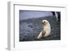 Antarctic Fur Seal Pup-Paul Souders-Framed Photographic Print