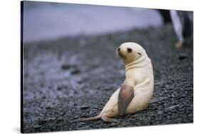 Antarctic Fur Seal Pup-Paul Souders-Stretched Canvas