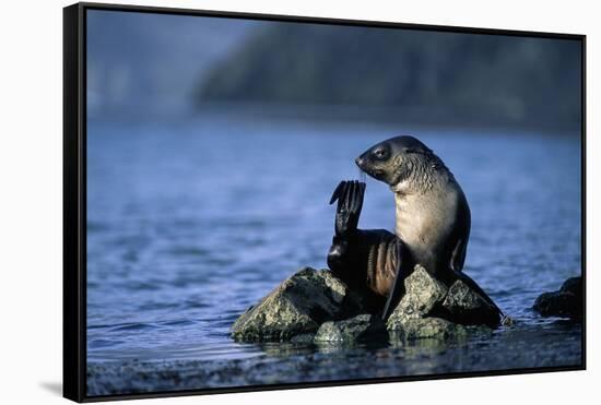 Antarctic Fur Seal Resting on Rock-Paul Souders-Framed Stretched Canvas