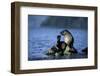 Antarctic Fur Seal Resting on Rock-Paul Souders-Framed Photographic Print