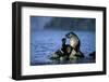 Antarctic Fur Seal Resting on Rock-Paul Souders-Framed Photographic Print