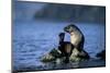 Antarctic Fur Seal Resting on Rock-Paul Souders-Mounted Photographic Print