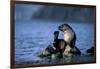 Antarctic Fur Seal Resting on Rock-Paul Souders-Framed Photographic Print