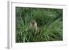 Antarctic Fur Seal Sitting in Tussock Grass-Paul Souders-Framed Photographic Print