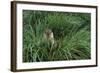 Antarctic Fur Seal Sitting in Tussock Grass-Paul Souders-Framed Photographic Print