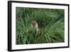 Antarctic Fur Seal Sitting in Tussock Grass-Paul Souders-Framed Photographic Print