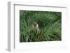 Antarctic Fur Seal Sitting in Tussock Grass-Paul Souders-Framed Photographic Print