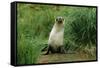 Antarctic Fur Seal Standing by Tussock Grass-null-Framed Stretched Canvas