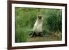 Antarctic Fur Seal Standing by Tussock Grass-null-Framed Photographic Print