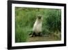 Antarctic Fur Seal Standing by Tussock Grass-null-Framed Photographic Print