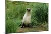 Antarctic Fur Seal Standing by Tussock Grass-null-Mounted Photographic Print
