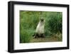 Antarctic Fur Seal Standing by Tussock Grass-null-Framed Photographic Print