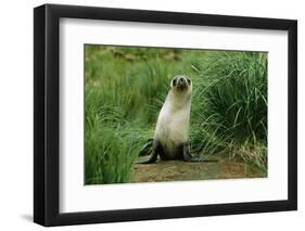 Antarctic Fur Seal Standing by Tussock Grass-null-Framed Photographic Print