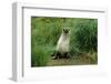 Antarctic Fur Seal Standing by Tussock Grass-null-Framed Photographic Print