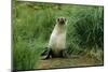 Antarctic Fur Seal Standing by Tussock Grass-null-Mounted Photographic Print