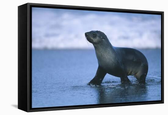 Antarctic Fur Seal Walking in Shallow Water-DLILLC-Framed Stretched Canvas