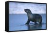 Antarctic Fur Seal Walking in Shallow Water-DLILLC-Framed Stretched Canvas