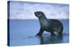 Antarctic Fur Seal Walking in Shallow Water-DLILLC-Stretched Canvas