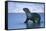 Antarctic Fur Seal Walking in Shallow Water-DLILLC-Framed Stretched Canvas