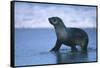 Antarctic Fur Seal Walking in Shallow Water-DLILLC-Framed Stretched Canvas