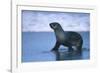 Antarctic Fur Seal Walking in Shallow Water-DLILLC-Framed Photographic Print