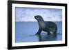 Antarctic Fur Seal Walking in Shallow Water-DLILLC-Framed Photographic Print