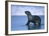 Antarctic Fur Seal Walking in Shallow Water-DLILLC-Framed Photographic Print