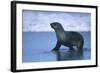 Antarctic Fur Seal Walking in Shallow Water-DLILLC-Framed Photographic Print