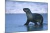 Antarctic Fur Seal Walking in Shallow Water-DLILLC-Mounted Photographic Print