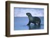 Antarctic Fur Seal Walking in Shallow Water-DLILLC-Framed Photographic Print