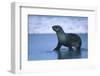 Antarctic Fur Seal Walking in Shallow Water-DLILLC-Framed Photographic Print