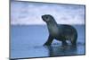 Antarctic Fur Seal Walking in Shallow Water-DLILLC-Mounted Photographic Print