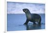 Antarctic Fur Seal Walking in Shallow Water-DLILLC-Framed Photographic Print