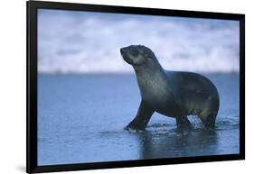 Antarctic Fur Seal Walking in Shallow Water-DLILLC-Framed Photographic Print