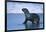 Antarctic Fur Seal Walking in Shallow Water-DLILLC-Framed Photographic Print