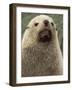 Antarctic Fur Seal, White Morph, South Georgia Island, Antarctica-Art Wolfe-Framed Photographic Print