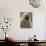 Antarctic Fur Seal, White Morph, South Georgia Island, Antarctica-Art Wolfe-Photographic Print displayed on a wall