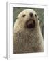 Antarctic Fur Seal, White Morph, South Georgia Island, Antarctica-Art Wolfe-Framed Photographic Print