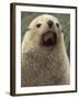 Antarctic Fur Seal, White Morph, South Georgia Island, Antarctica-Art Wolfe-Framed Photographic Print