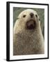 Antarctic Fur Seal, White Morph, South Georgia Island, Antarctica-Art Wolfe-Framed Photographic Print