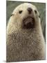 Antarctic Fur Seal, White Morph, South Georgia Island, Antarctica-Art Wolfe-Mounted Photographic Print