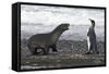 Antarctic Fur Seal-null-Framed Stretched Canvas