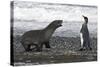 Antarctic Fur Seal-null-Stretched Canvas