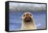 Antarctic Fur Seal-null-Framed Stretched Canvas