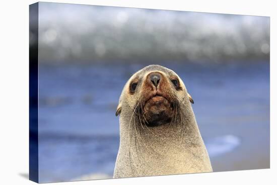 Antarctic Fur Seal-null-Stretched Canvas